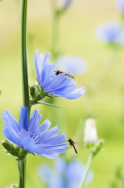 Fiore di cicoria — Foto Stock