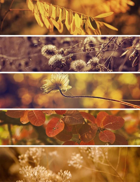 Jesienna kolekcja — Zdjęcie stockowe