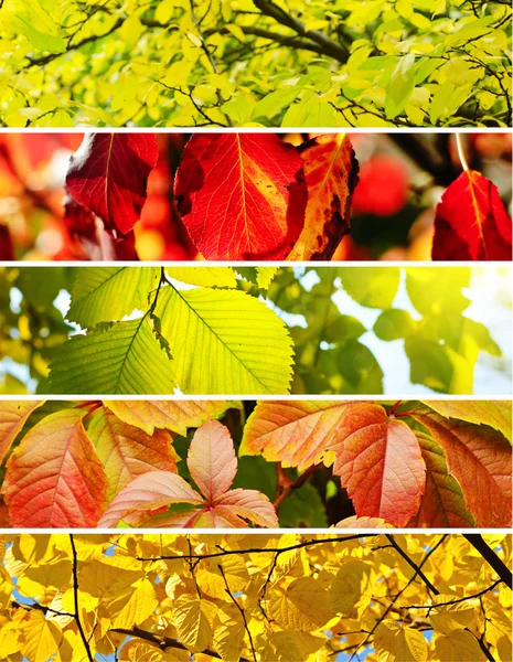 Collection d'automne — Photo