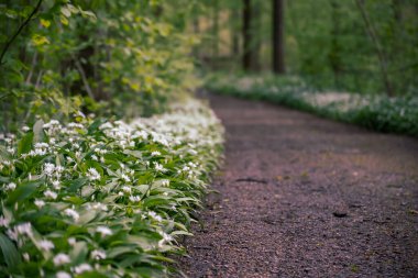 Ağaçların ve Belçika 'nın her yerinde yabani sarımsak çiçekli Ramsonların olduğu göz kamaştırıcı bir bahar kayın ağacı sahnesi.