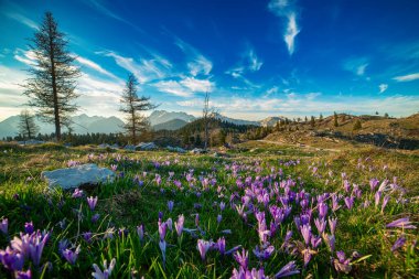 Yeşil çimlerde yetişen güzel mor timsah çiçekleri, ilkbaharın ilk işareti. Mevsimlik Paskalya doğal geçmişi. Velika Planina, Kamnic, Slovenya