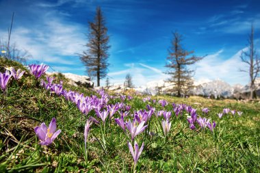 Yeşil çimlerde yetişen güzel mor timsah çiçekleri, ilkbaharın ilk işareti. Mevsimlik Paskalya doğal geçmişi. Velika Planina, Kamnic, Slovenya