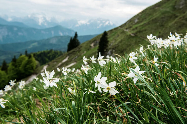 Beautiful mountain landscape with white daffodil narcissus flowers on Golica peak in Karavanke range, Slovenia, seasonal spring background