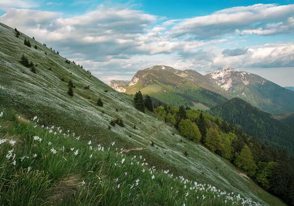 Beautiful mountain landscape with white daffodil narcissus flowers on Golica peak in Karavanke range, Slovenia, seasonal spring background