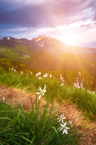 Beautiful mountain landscape with white daffodil narcissus flowers on Golica peak in Karavanke range, Slovenia, seasonal spring background