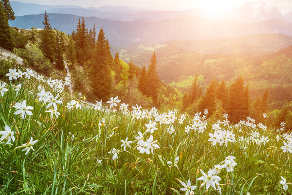 White daffodil narcissus flowers on Golica mountain in Karavanke range, Slovenia, seasonal spring background