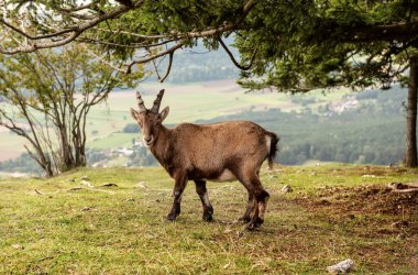 Avusturya 'da bir dağ yamacında dikilen vahşi dağ keçisi ağaçlarla çevrili ve manzaralı bir vadi manzarası var.