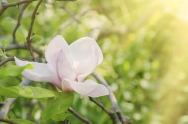 Magnolia flowers clipart