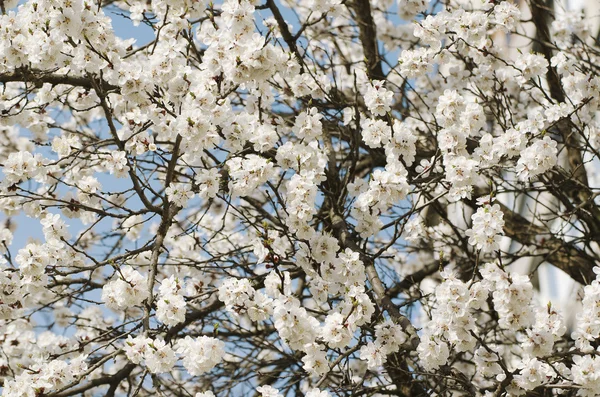 Aprikos trädblomma — Stockfoto