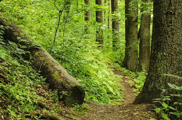 El sendero en un bosque —  Fotos de Stock