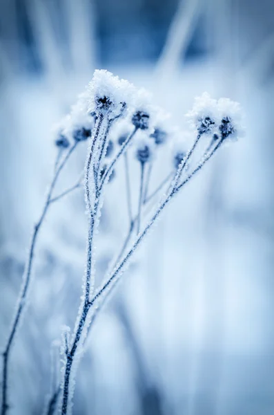 Gefrorene Wiesenpflanze — Stockfoto