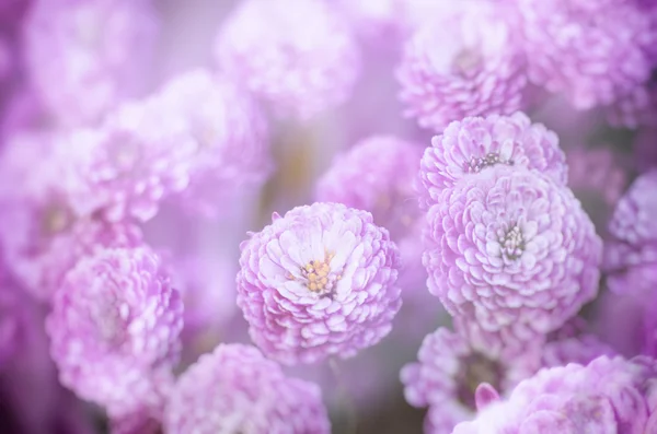 Chryzantéma makro — Stock fotografie