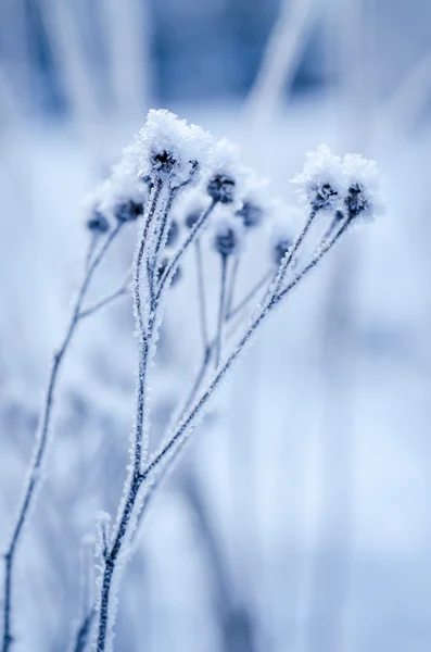 Plante de prairie congelée — Photo