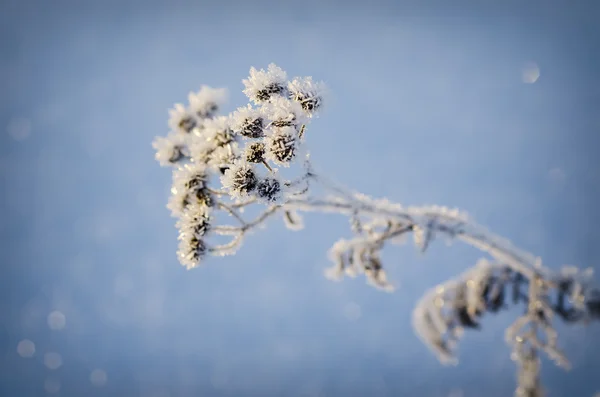 Planta del prado congelado — Foto de Stock