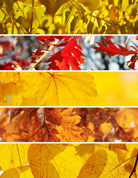 Collection d'automne — Photo