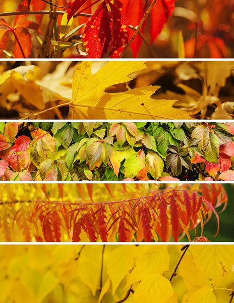 Herbstkollektion — Stockfoto