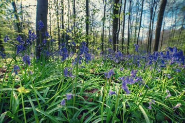 Çiçek açan güzel bahar menekşe mavisi çiçekler. Yaygın çan çiçekleri ya da sümbül olmayan sümbül çiçekleri. Yakın plan. Hallerbos Ormanı, Halle, Belçika, açık hava botanik geçmişi, doğanın güzelliği.