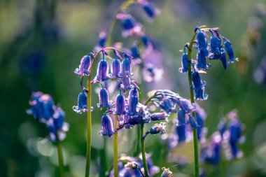 Çiçek açan güzel bahar menekşe mavisi çiçekler. Yaygın çan çiçekleri ya da sümbül olmayan sümbül çiçekleri. Yakın plan. Hallerbos Ormanı, Halle, Belçika, açık hava botanik geçmişi, doğanın güzelliği.