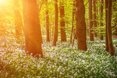 Ağaçların ve Belçika 'nın her yerinde yabani sarımsak çiçekli Ramsonların olduğu göz kamaştırıcı bir bahar kayın ağacı sahnesi.