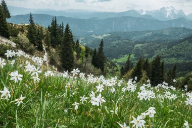Slovenya 'nın Karavanke bölgesindeki Golica dağındaki beyaz nergis çiçekleri mevsimlik bahar arkaplanı