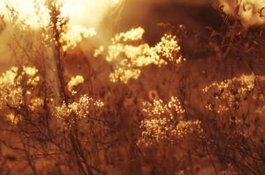 Sonbahar günbatımı bitki