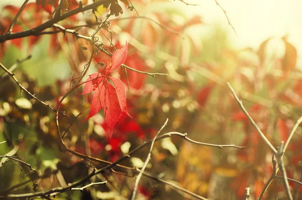 野生のブドウの葉 — ストック写真