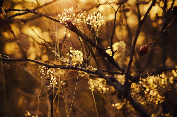 Autumn sunset plant — Stock Photo, Image