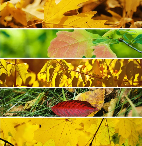 Coleção Outono — Fotografia de Stock