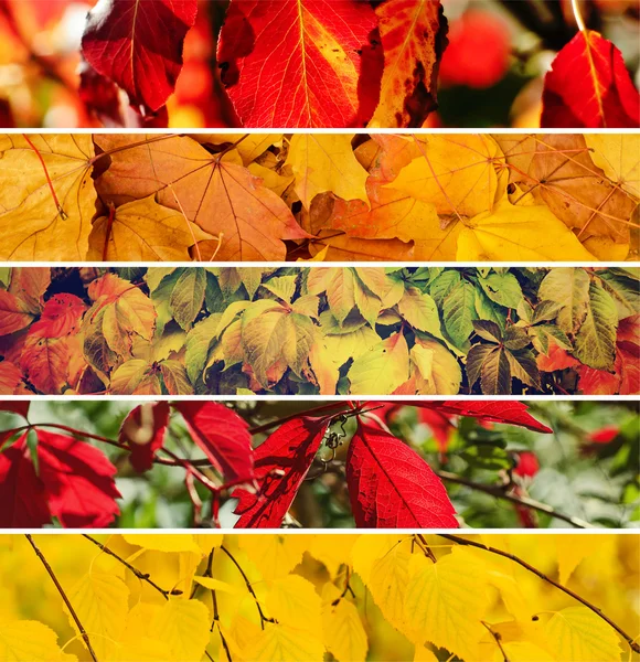 Herbstkollektion — Stockfoto