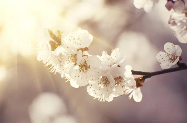 Marillenbaumblüte — Stockfoto