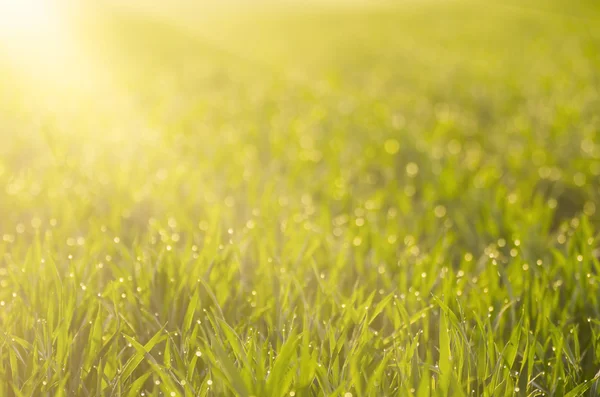 Groene gras veld achtergrond — Stockfoto