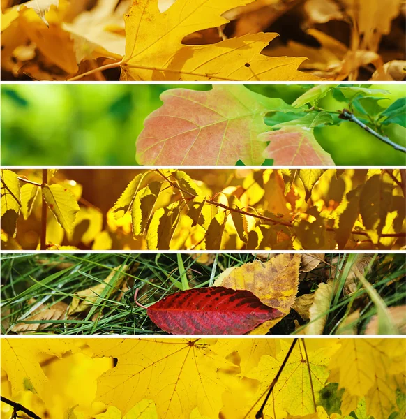 Colección Otoño Imagen de stock