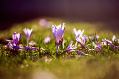 Yeşil çimlerde yetişen güzel mor timsah çiçekleri, ilkbaharın ilk işareti. Mevsimlik Paskalya doğal arka planı.