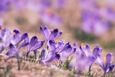 Kuru sarı çimlerde yetişen güzel mor timsah çiçekleri, ilkbaharın ilk işareti. Mevsimlik paskalya doğal arka planı.