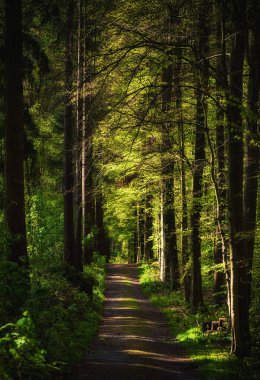 Bahar huysuz peri masalı ormanı, yol ve yeşil ağaçlar, doğal bağbozumu arka plan.