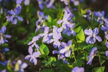 Viola reichenbachiana. Hadi Violet. Baharda ormanda açan yeşil yapraklı küçük mor çiçekler.