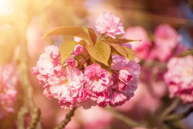 Bahçede yetişen Sakura 'nın taze pembe çiçekleri, doğal bahar Paskalya arka planı.