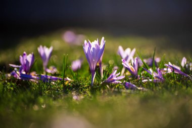 Yeşil çimlerde yetişen güzel mor timsah çiçekleri, ilkbaharın ilk işareti. Mevsimlik Paskalya doğal arka planı.