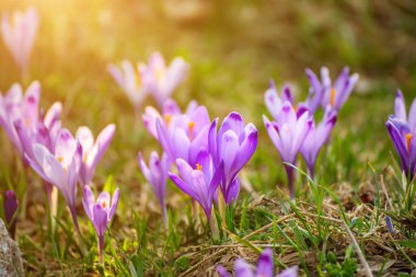 Yeşil çimlerde yetişen güzel mor timsah çiçekleri, ilkbaharın ilk işareti. Mevsimlik Paskalya doğal arka planı.