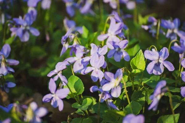 Viola reichenbachiana. Hadi Violet. Baharda ormanda açan yeşil yapraklı küçük mor çiçekler.