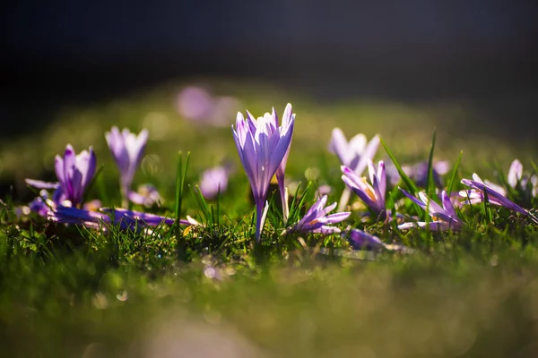Yeşil çimlerde yetişen güzel mor timsah çiçekleri, ilkbaharın ilk işareti. Mevsimlik Paskalya doğal arka planı.