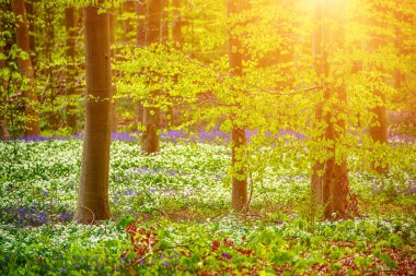Çiçekli yeşil orman, beyaz çiçekler, bahar mevsimsel arka plan