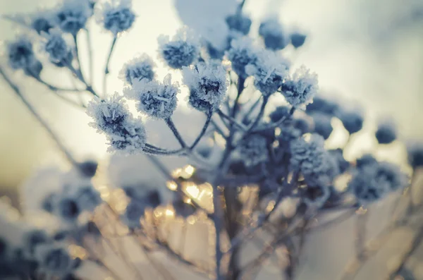 Frozen meadow plant — Stock Photo, Image