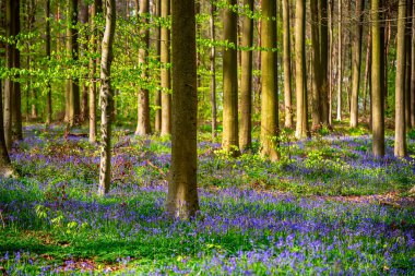 Sevimli bahar menekşe mavisi çiçeklerinin çiçek açması - yaygın çan çiçekleri ya da Hyacinthoides olmayan senaryolar. Hallerbos Ormanı, Halle, Belçika, açık hava botanik geçmişi, doğanın güzelliği.