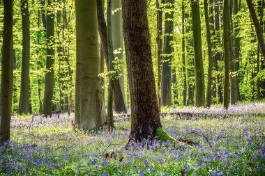 Sevimli bahar menekşe mavisi çiçeklerinin çiçek açması - yaygın çan çiçekleri ya da Hyacinthoides olmayan senaryolar. Hallerbos Ormanı, Halle, Belçika, açık hava botanik geçmişi, doğanın güzelliği.