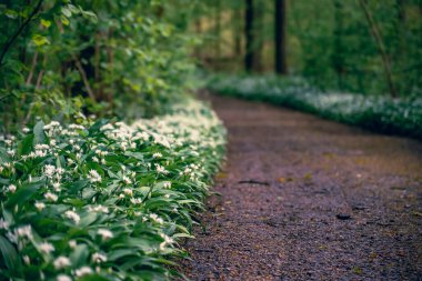 Ağaçların ve Belçika 'nın her yerinde yabani sarımsak çiçekli Ramsonların olduğu göz kamaştırıcı bir bahar kayın ağacı sahnesi.