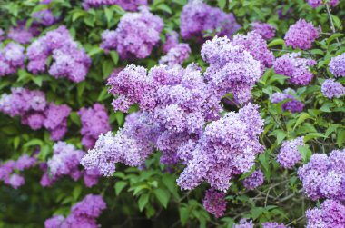 Bahar leylak çiçekleri