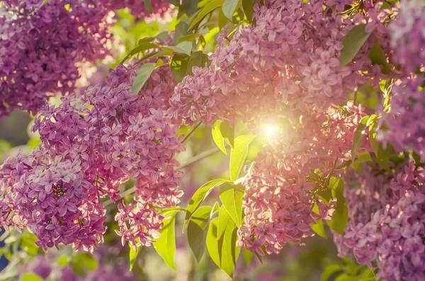 ライラックの花の枝 — ストック写真