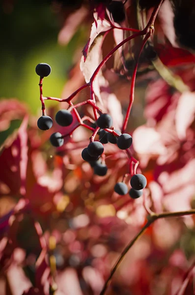 Wilde druiven berry — Stockfoto