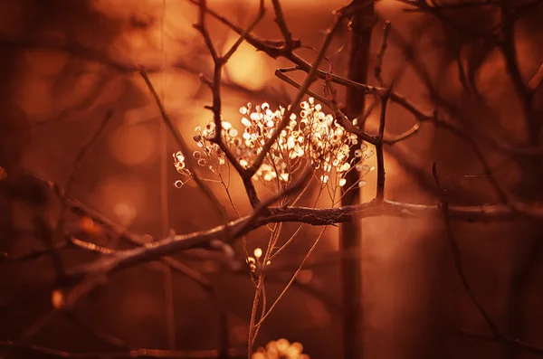 Herfst zonsondergang plant — Stockfoto